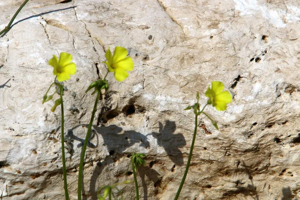 Texture Rocce Pietre Primo Piano Parco Cittadino Nel Nord Israele — Foto Stock