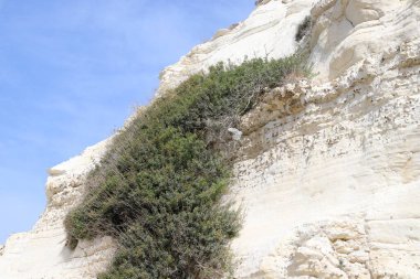 Taşların ve kayaların dokusu İsrail 'in kuzeyindeki bir şehir parkına yakın. 