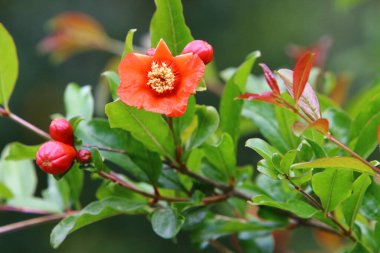 Kuzey İsrail 'de bir şehir parkında nar çiçek açar. İsrail 'de sıcak yaz 