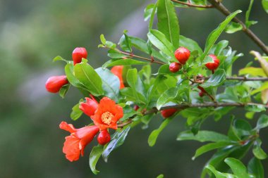 Kuzey İsrail 'de bir şehir parkında nar çiçek açar. İsrail 'de sıcak yaz 