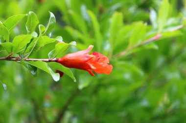 Kuzey İsrail 'de bir şehir parkında nar çiçek açar. İsrail 'de sıcak yaz 