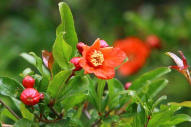 Kuzey İsrail 'de bir şehir parkında nar çiçek açar. İsrail 'de sıcak yaz 