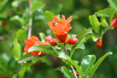 Kuzey İsrail 'de bir şehir parkında nar çiçek açar. İsrail 'de sıcak yaz 