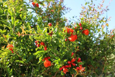Kuzey İsrail 'de bir şehir parkında nar çiçek açar. İsrail 'de sıcak yaz 