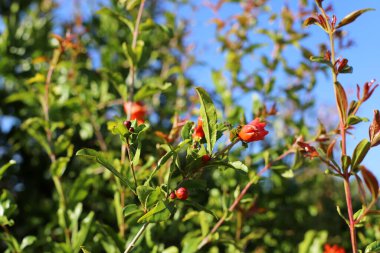Kuzey İsrail 'de bir şehir parkında nar çiçek açar. İsrail 'de sıcak yaz 