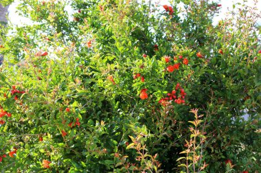 Kuzey İsrail 'de bir şehir parkında nar çiçek açar. İsrail 'de sıcak yaz 