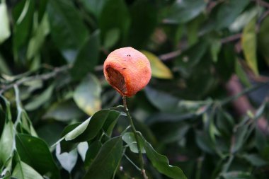 Kuzey İsrail 'de bir şehir parkında nar çiçek açar. İsrail 'de sıcak yaz 