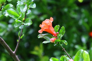 Kuzey İsrail 'de bir şehir parkında nar çiçek açar. İsrail 'de sıcak yaz 