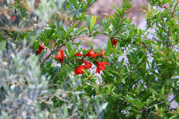 Pomegranates Bloom City Park Northern Israel Hot Summer Israel — Stock Photo, Image