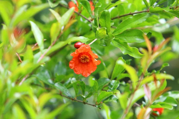 Romãs Florescem Parque Cidade Norte Israel Verão Quente Israel — Fotografia de Stock