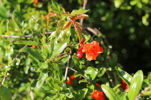 Granatäpfel Blühen Einem Stadtpark Norden Israels Heißer Sommer Israel — Stockfoto