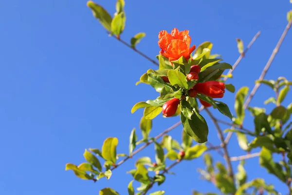 Granaty Kwitną Parku Miejskim Północnym Izraelu Gorące Lato Izraelu — Zdjęcie stockowe