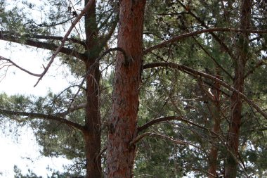 İsrail 'in kuzeyindeki bir şehir parkında kalın bir yaprak döken ağaç gövdesi. İsrail 'de sıcak yaz 