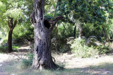 İsrail 'in kuzeyindeki bir şehir parkında kalın bir yaprak döken ağaç gövdesi. İsrail 'de sıcak yaz 