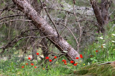 İsrail 'in kuzeyindeki bir şehir parkında kalın bir yaprak döken ağaç gövdesi. İsrail 'de sıcak yaz 