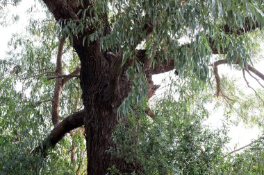 İsrail 'in kuzeyindeki bir şehir parkında kalın bir yaprak döken ağaç gövdesi. İsrail 'de sıcak yaz 