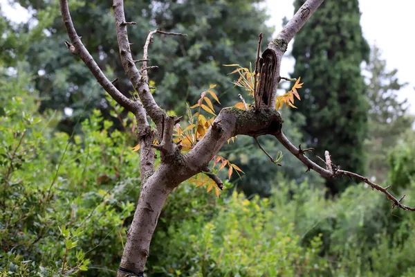 Толстый Ствол Лиственного Дерева Городском Парке Севере Израиля Жаркое Лето — стоковое фото