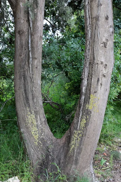 Épais Tronc Arbre Feuilles Caduques Dans Parc Urbain Nord Israël — Photo