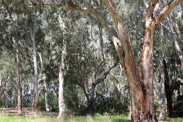 Tronco Árvore Caduca Espesso Parque Cidade Norte Israel Verão Quente — Fotografia de Stock