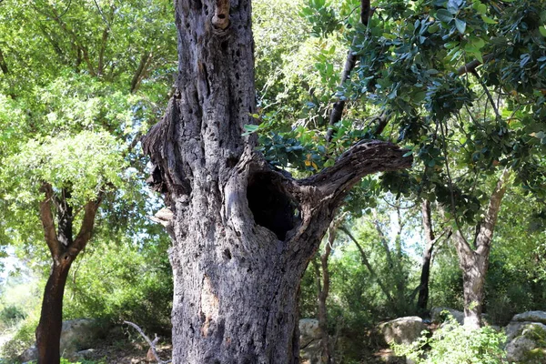 Tronco Árvore Caduca Espesso Parque Cidade Norte Israel Verão Quente — Fotografia de Stock
