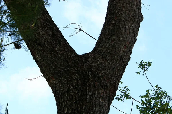 Srail Kuzeyindeki Bir Şehir Parkında Kalın Bir Yaprak Döken Ağaç — Stok fotoğraf