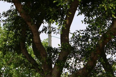 İsrail 'in kuzeyindeki bir şehir parkında kalın bir yaprak döken ağaç gövdesi. İsrail 'de sıcak yaz 