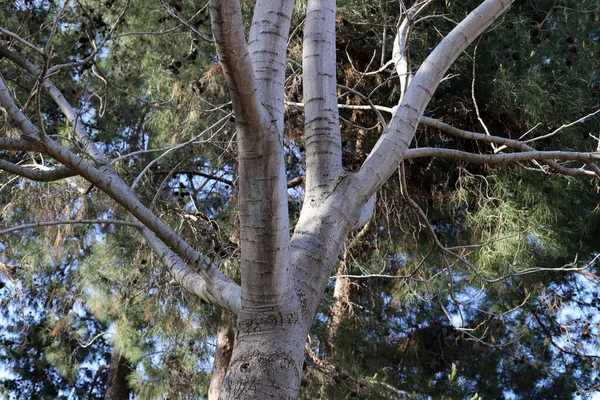 이스라엘 북부의한 공원에 두꺼운 낙엽수 줄기였다 이스라엘의 — 스톡 사진