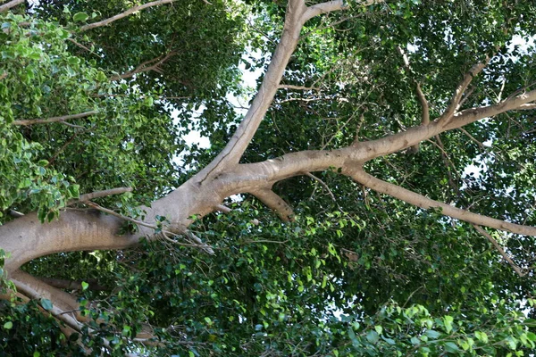 Tronco Árvore Caduca Espesso Parque Cidade Norte Israel Verão Quente — Fotografia de Stock