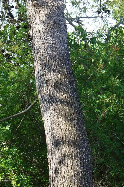 Tronco Árvore Caduca Espesso Parque Cidade Norte Israel Verão Quente — Fotografia de Stock