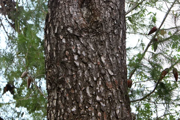 Grosso Tronco Albero Deciduo Parco Cittadino Nel Nord Israele Estate — Foto Stock