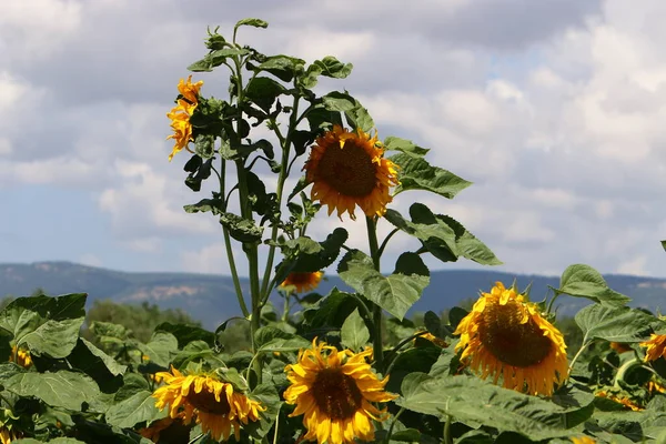 Feld Blühender Sonnenblumen Vor Blauem Himmel — Stockfoto
