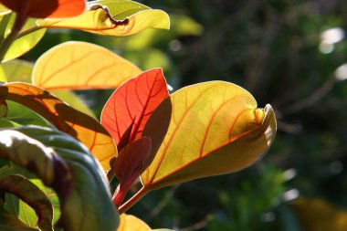 çok renkli yapraklar şehirde sabah güneşinin ışınlarıyla aydınlatılan bir ağaç değildir. İsrail 'de sıcak yaz 