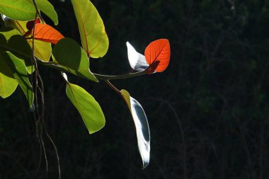 çok renkli yapraklar şehirde sabah güneşinin ışınlarıyla aydınlatılan bir ağaç değildir. İsrail 'de sıcak yaz 