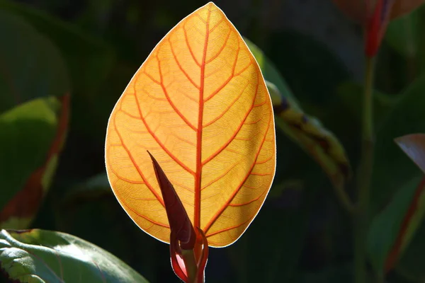 Hojas Multicolores Son Árbol Ciudad Iluminado Por Los Rayos Del — Foto de Stock