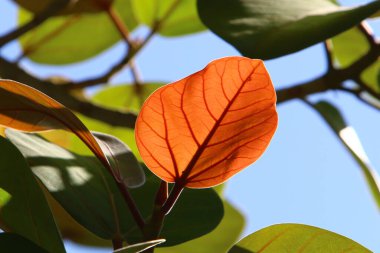 çok renkli yapraklar şehirde sabah güneşinin ışınlarıyla aydınlatılan bir ağaç değildir. İsrail 'de sıcak yaz 