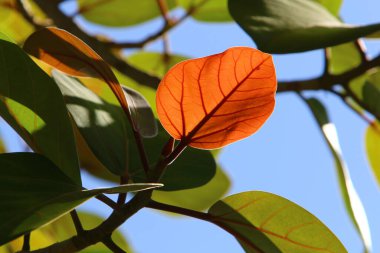 çok renkli yapraklar şehirde sabah güneşinin ışınlarıyla aydınlatılan bir ağaç değildir. İsrail 'de sıcak yaz 