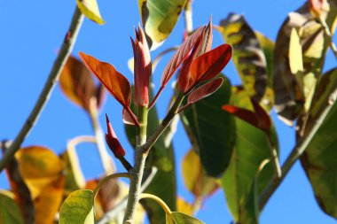 çok renkli yapraklar şehirde sabah güneşinin ışınlarıyla aydınlatılan bir ağaç değildir. İsrail 'de sıcak yaz 