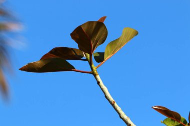 çok renkli yapraklar şehirde sabah güneşinin ışınlarıyla aydınlatılan bir ağaç değildir. İsrail 'de sıcak yaz 