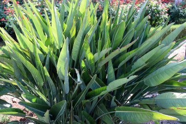 çok renkli yapraklar şehirde sabah güneşinin ışınlarıyla aydınlatılan bir ağaç değildir. İsrail 'de sıcak yaz 