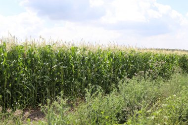 İsrail 'in kuzeyinde büyük bir mısır tarlası. İsrail 'de sıcak bir yaz. Tarım alanı. 