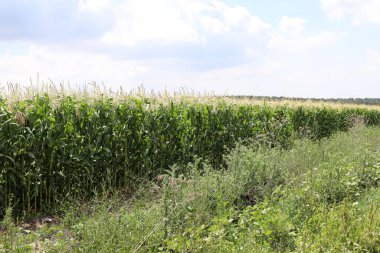 İsrail 'in kuzeyinde büyük bir mısır tarlası. İsrail 'de sıcak bir yaz. Tarım alanı. 