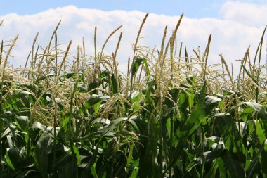İsrail 'in kuzeyinde büyük bir mısır tarlası. İsrail 'de sıcak bir yaz. Tarım alanı. 