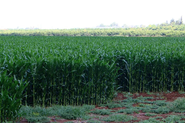 Sebuah Ladang Jagung Besar Utara Israel Musim Panas Israel Bidang — Stok Foto