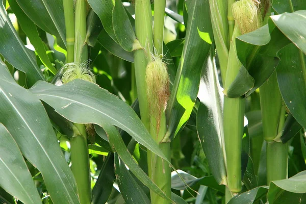 Duże Pole Kukurydzy Północy Izraela Gorące Lato Izraelu Obszary Rolne — Zdjęcie stockowe