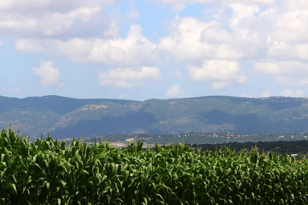 Gran Campo Maíz Norte Israel Verano Caluroso Israel Sector Agrícola — Foto de Stock