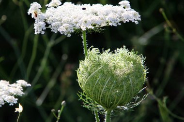 Kuzey İsrail 'de vahşi havuç açar, Kraliçe Anne' in danteli. İsrail 'de sıcak yaz 