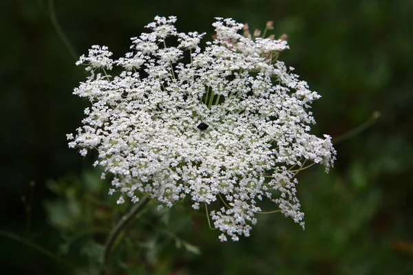 Cenoura Selvagem Floresce Norte Israel Renda Rainha Ana Verão Quente — Fotografia de Stock