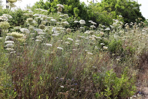 Cenoura Selvagem Floresce Norte Israel Renda Rainha Ana Verão Quente — Fotografia de Stock