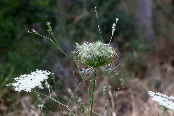 Zanahoria Silvestre Florece Norte Israel Encaje Reina Ana Verano Caliente — Foto de Stock