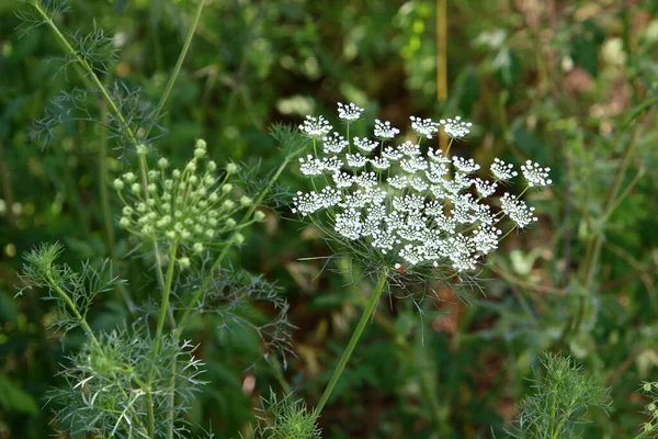 Zanahoria Silvestre Florece Norte Israel Encaje Reina Ana Verano Caliente — Foto de Stock